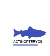 Actinopterygii