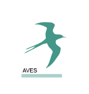 Aves