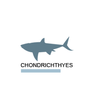 Chondrichthyes