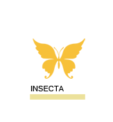 Insecta