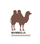 Mammalia