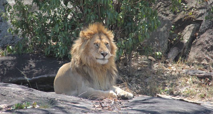 Male African lion © Clara Nobbe, UNEP/CMS