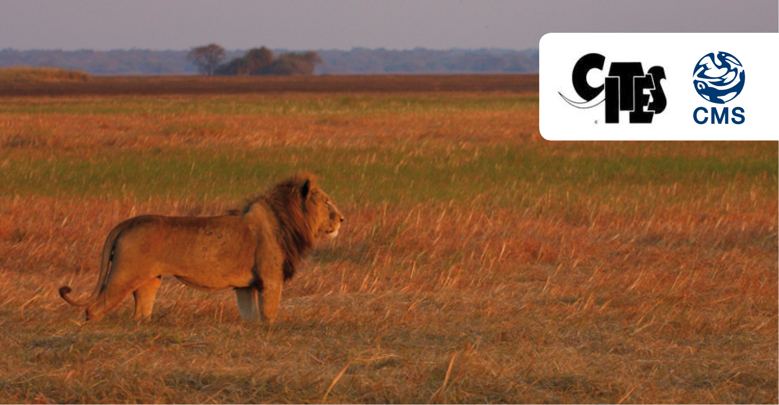 Lion d’Afrique (Panthera leo) © Neil Midlane/Panthera